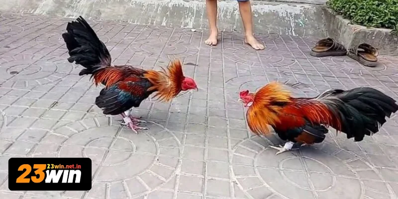 Đặt cược đá gà 23WIN và nhận thưởng trong tầm tay